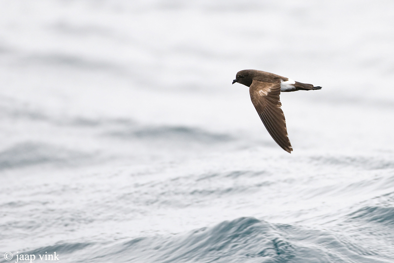 White-vented Storm-Petrel - Sierlijk Stormvogeltje - Oceanites gracilis galapagoensis