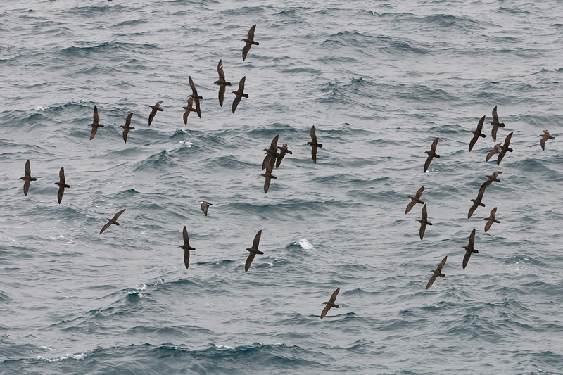 Galpagos Shearwater - Galpagospijlstormvogel - Puffinus subalaris