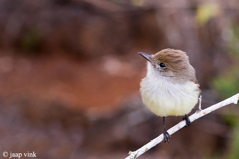 Galpagos Flycatcher - Galapagostiran - Myiarchus magnirostris