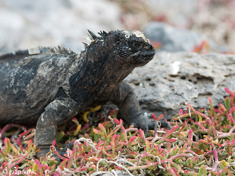 Marine Iguana - Zeeleguaan - Amblyrhynchus cristatus