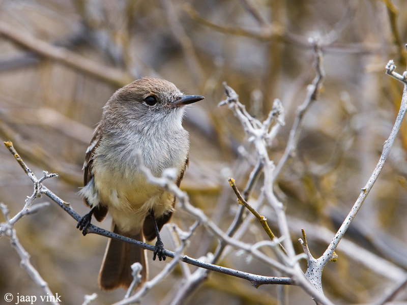 Galpagos Flycatcher - Galapagostiran - Myiarchus magnirostris