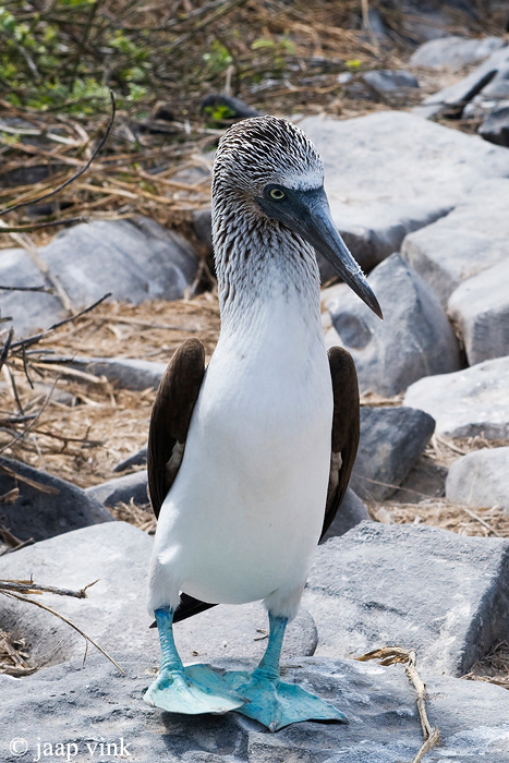 Blue-footed Booby - Blauwpootgent - Sula nebouxii