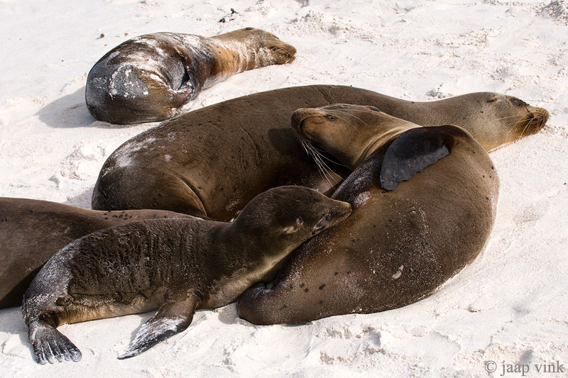 Galapagos Sea Lion - Galapagos Zeeleeuw - Zalophus californianus wollebaeki
