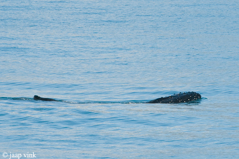Humpback Whale - Bultrug - Megaptera novaeangliae