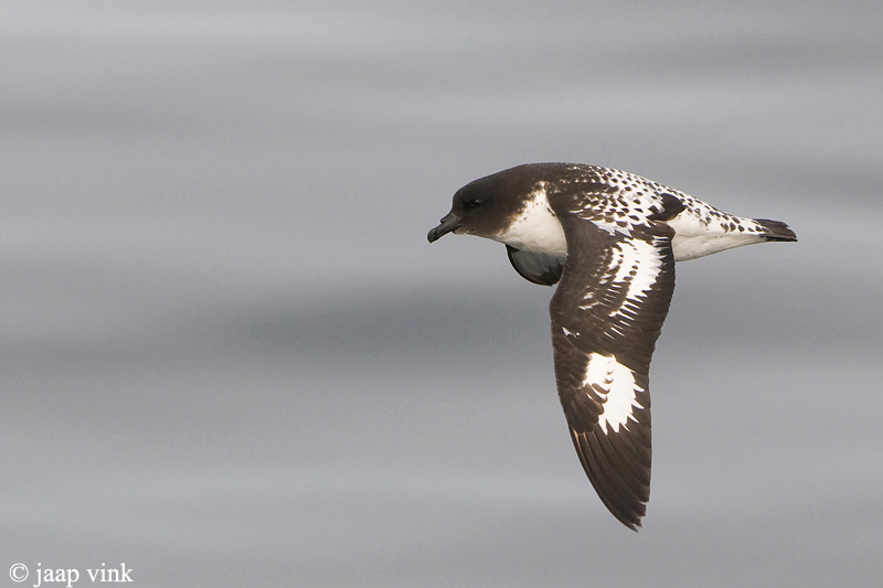 Cape Petrel - Kaapse Stormvogel - Daption capense