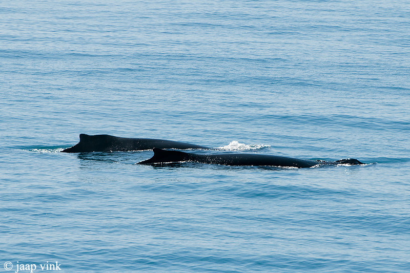 Humpback Whale - Bultrug - Megaptera novaeangliae