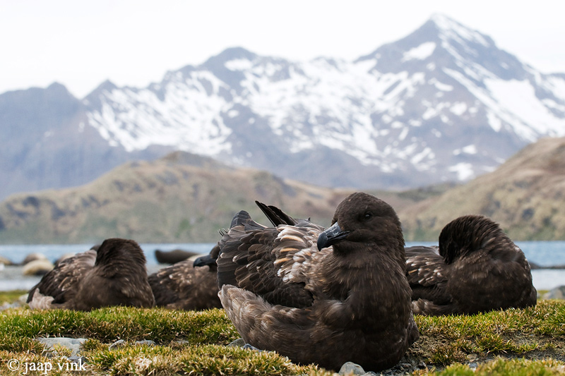Brown Skua - Bruine Jager - Stercorarius lonnbergi