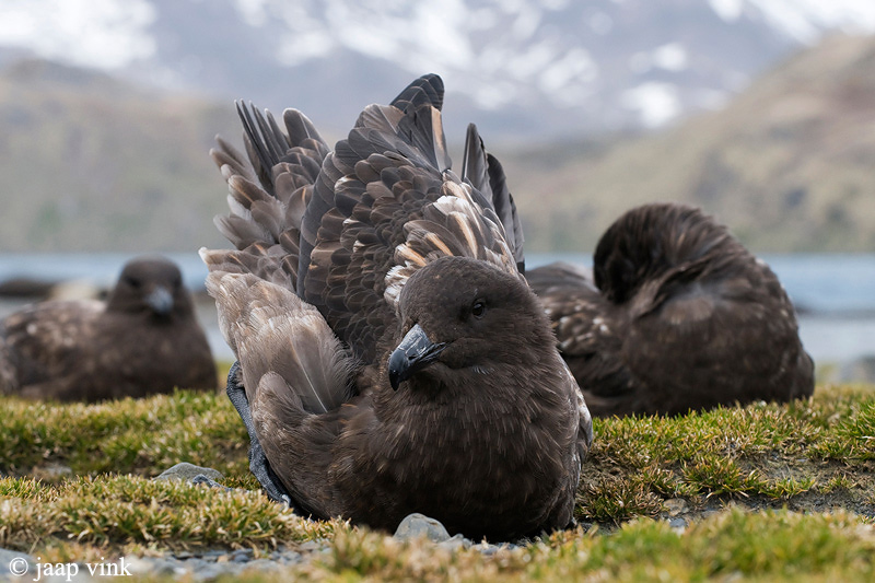 Brown Skua - Bruine Jager - Stercorarius lonnbergi