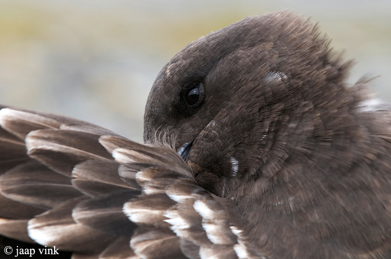 Brown Skua - Bruine Jager - Stercorarius lonnbergi