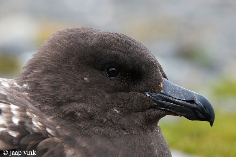 Brown Skua - Bruine Jager - Stercorarius lonnbergi