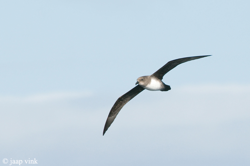 Atlantic Petrel - Schlegel-Stormvogel - Pterodroma incerta