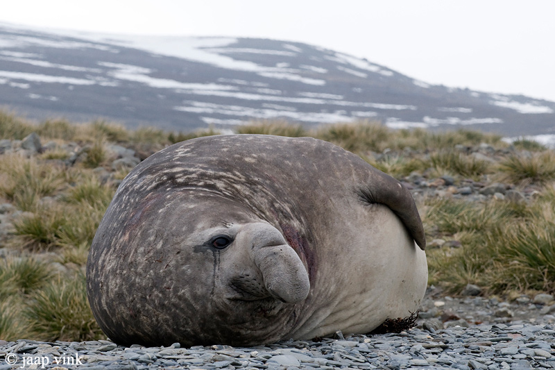 Southern Elephant Seal - Zeeolifant - Mirounga leonina