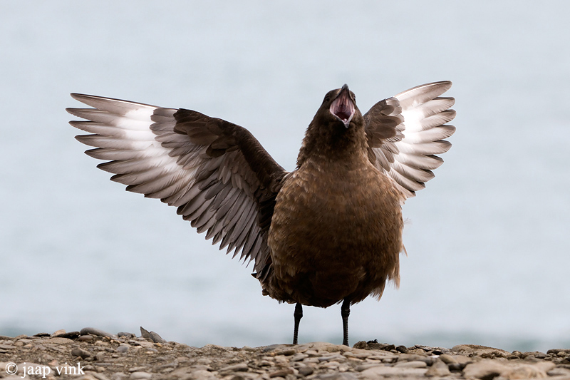 Brown Skua - Bruine Jager - Stercorarius lonnbergi