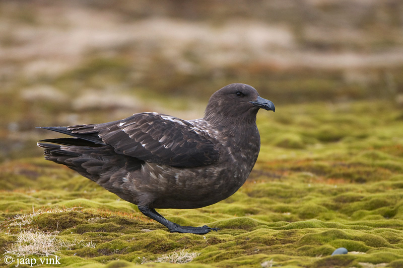 Brown Skua - Bruine Jager - Stercorarius lonnbergi