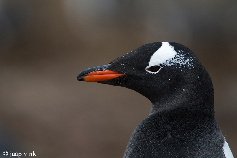 Gentoo Penguin - Ezelspingun - Pygoscelis papua