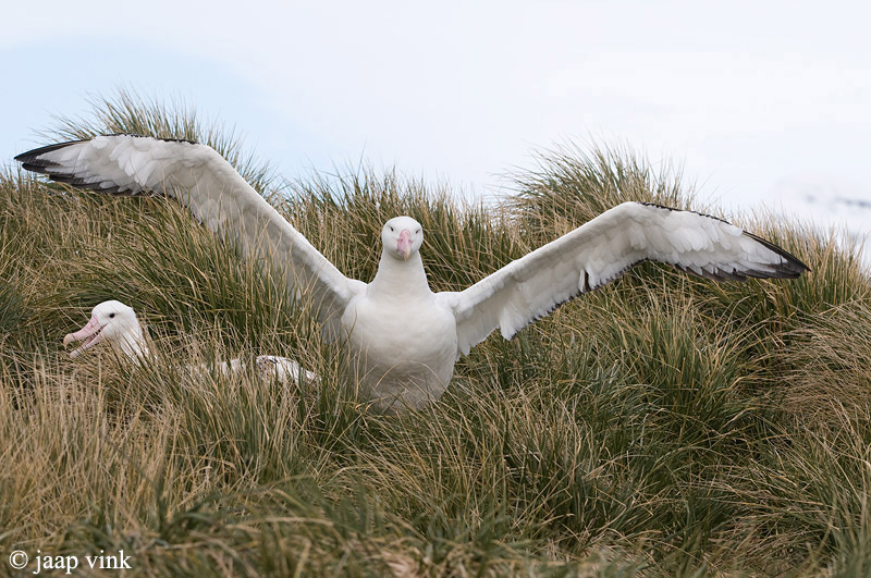 Wandering Albatross - Grote Albatros - Diomedea exulans