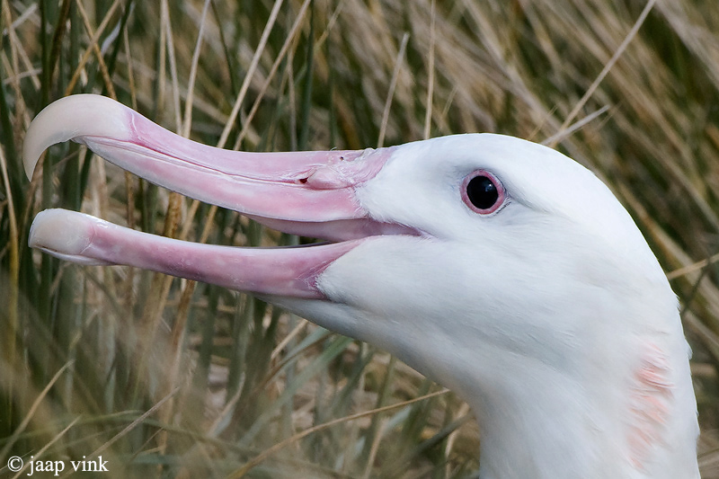 Wandering Albatross - Grote Albatros - Diomedea exulans