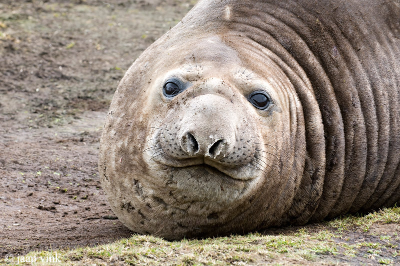 Southern Elephant Seal - Zeeolifant - Mirounga leonina
