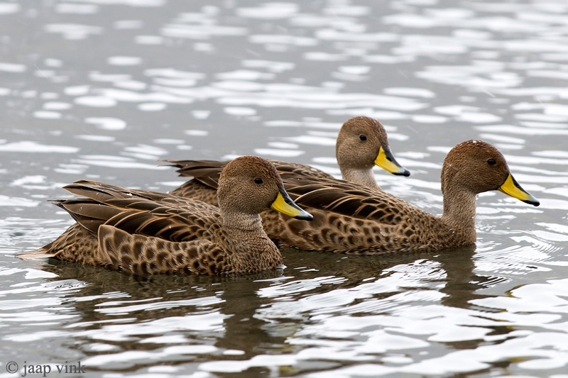 South Georgia Pintail - South Georgia Pijlstaart - Anas georgica georgica