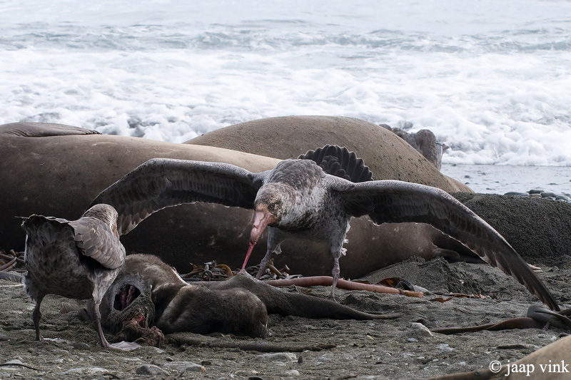 Northern Giant Petrel - Noordelijke Reuzenstormvogel - Macronectes halli