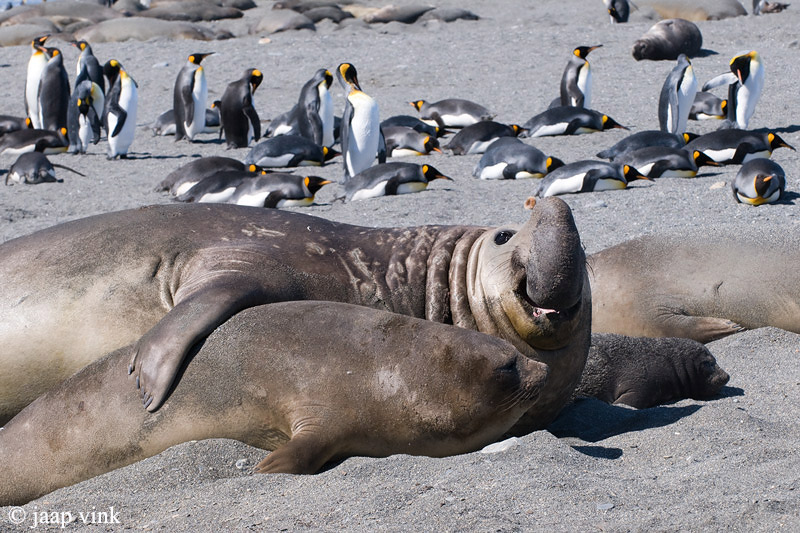Southern Elephant Seal - Zeeolifant - Mirounga leonina
