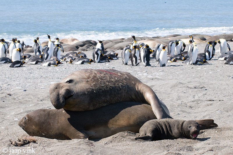 Southern Elephant Seal - Zeeolifant - Mirounga leonina