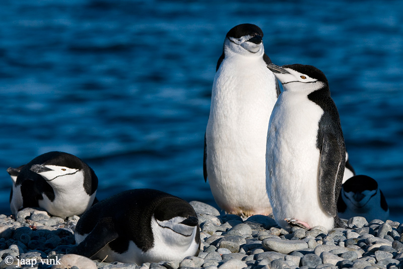 Chinstrap Penguin - Kinbandpingun - Pygoscelis antarctica