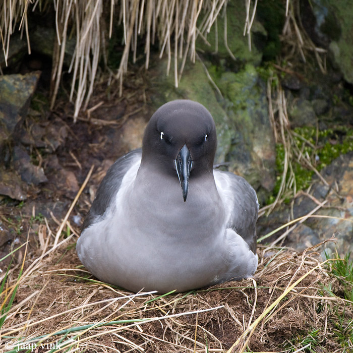 Light-mantled Sooty Albatross - Roetkopalbatros - Phoebetria palpebrata