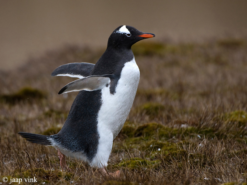 Gentoo Penguin - Ezelspingun - Pygoscelis papua