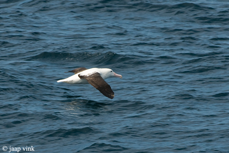 Northern Royal Albatross - Noordelijke Koningsalbatros - Diomedea sanfordi