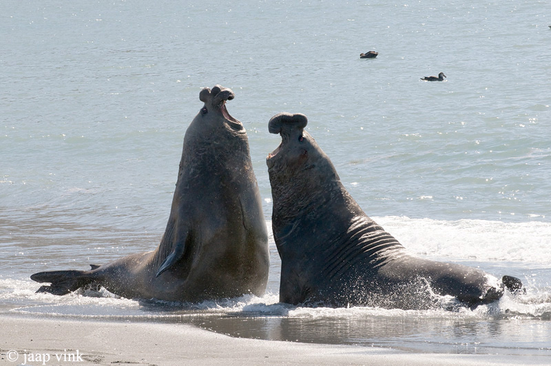 Southern Elephant Seal - Zeeolifant - Mirounga leonina