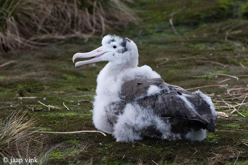 Wandering Albatross - Grote Albatros - Diomedea exulans