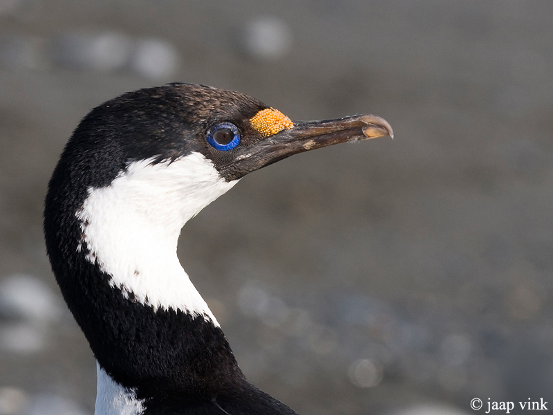 South Georgia Shag - Zuid-Georgische Aalscholver - Phalacrocorax  georgianus