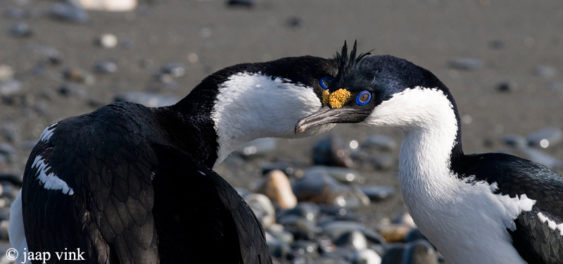 South Georgia Shag - Zuid-Georgische Aalscholver - Phalacrocorax  georgianus