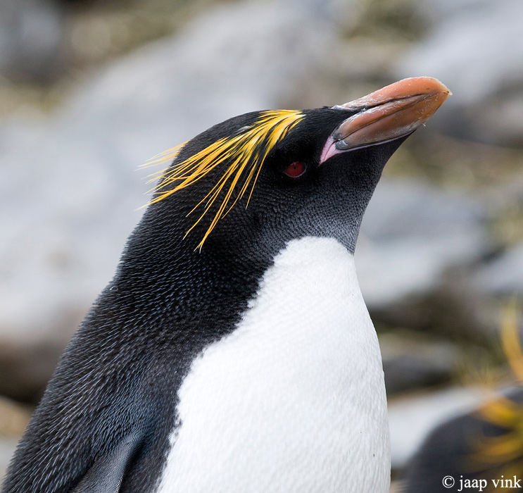 Macaroni Penguin - Macaronipingun - Eudyptes chrysolophus