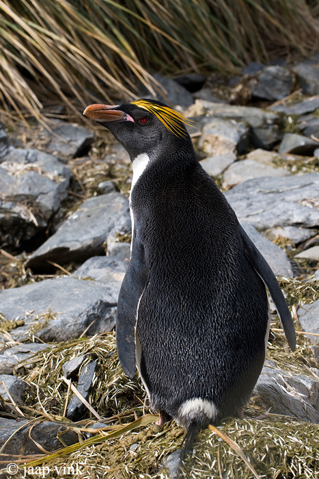 Macaroni Penguin - Macaronipingun - Eudyptes chrysolophus
