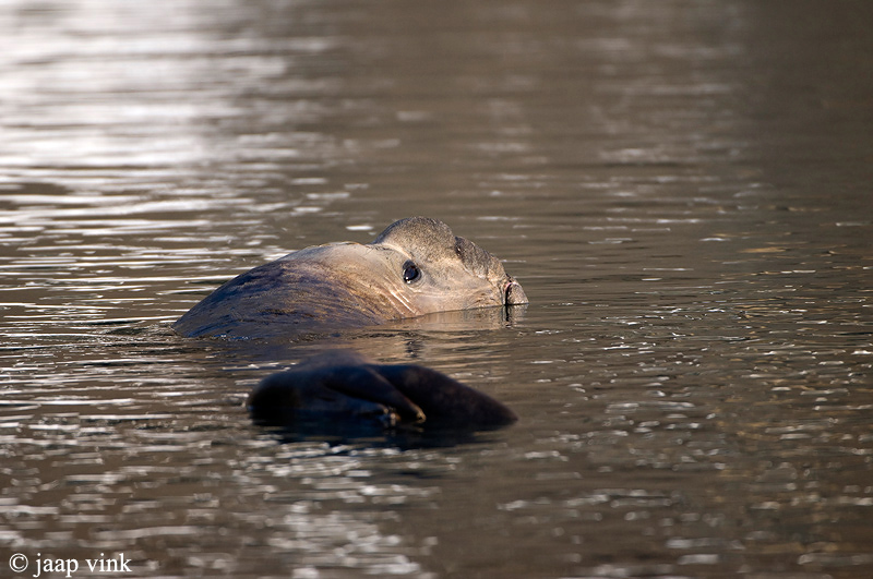 Southern Elephant Seal - Zeeolifant - Mirounga leonina