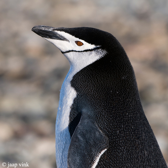 Chinstrap Penguin - Kinbandpingun - Pygoscelis antarctica