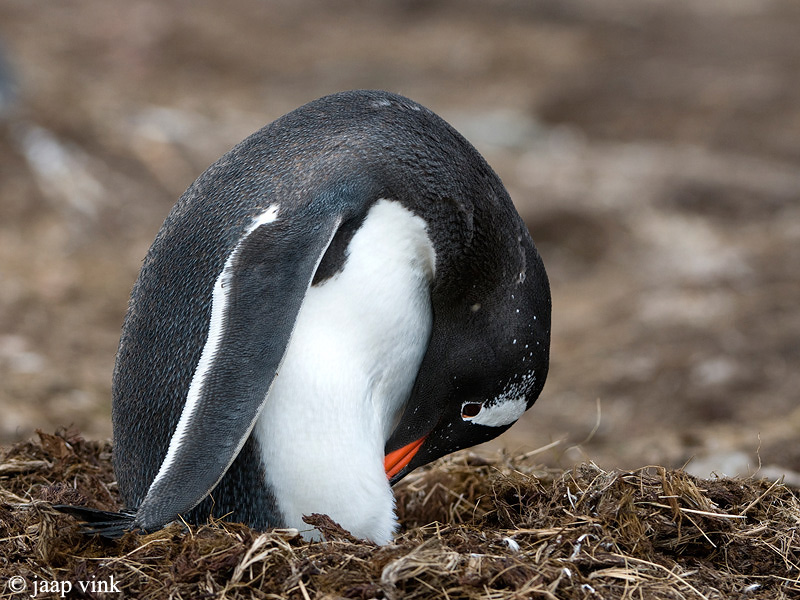 Gentoo Penguin - Ezelspingun - Pygoscelis papua