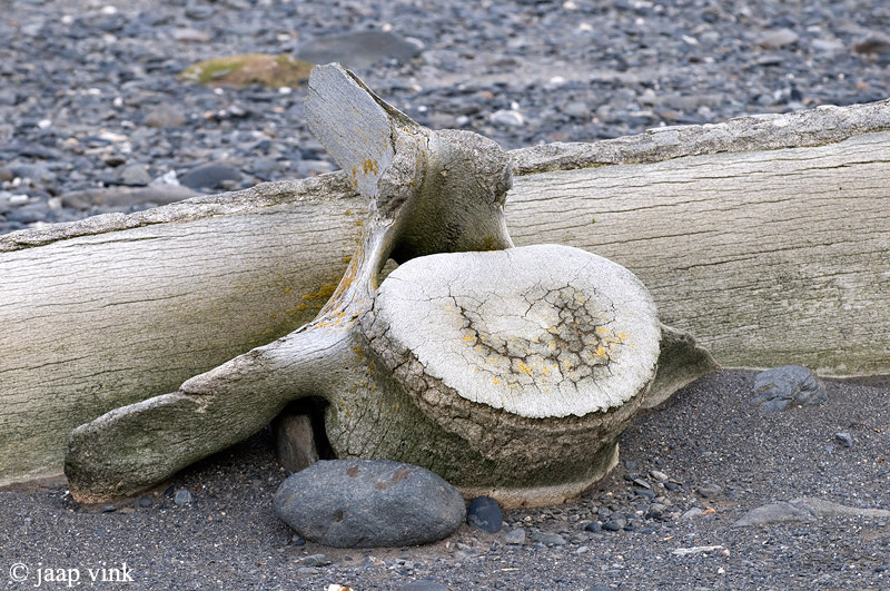 Remainders of the Whaling Industry - Overblijfselen van de Walvisvaart