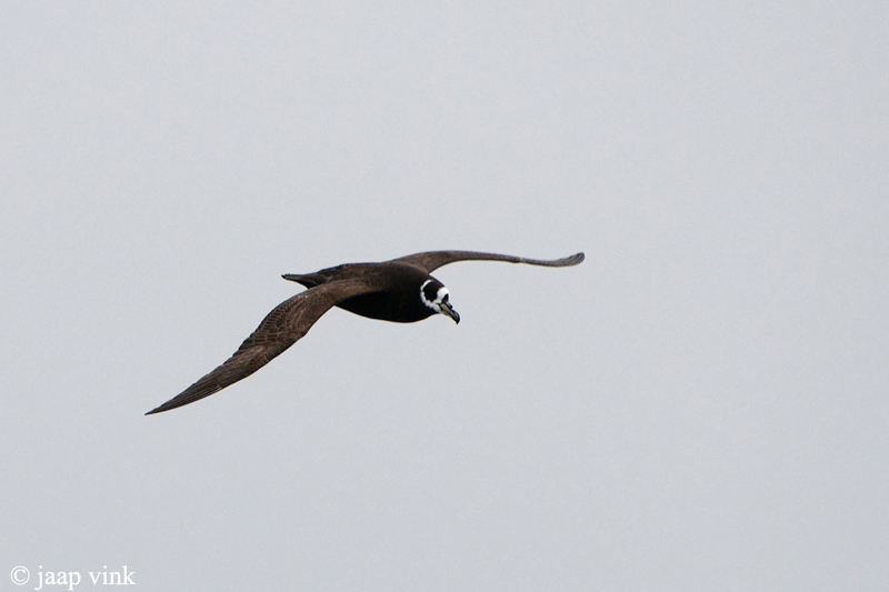 Spectacled Petrel - Brilstormvogel - Procellaria conspicillata