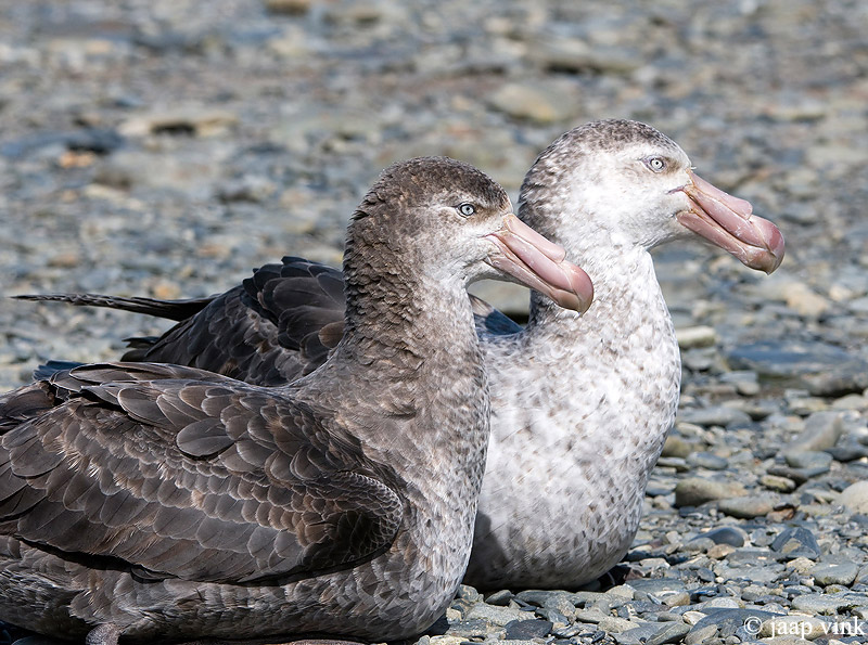 Northern Giant Petrel - Noordelijke Reuzenstormvogel - Macronectes halli