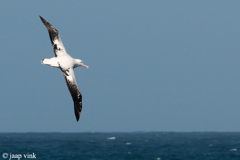 Wandering Albatross - Grote Albatros - Diomedea exulans