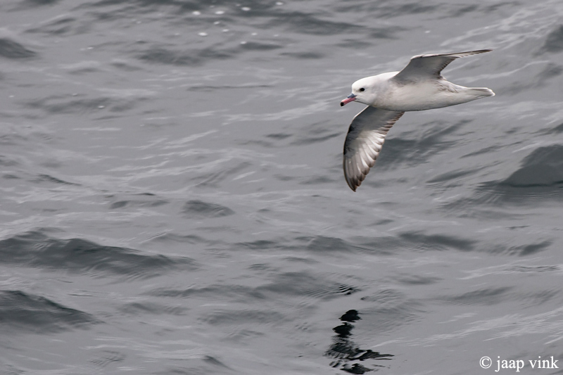 Southern Fulmar - Grijze Stormvogel - Fulmarus glacialoides