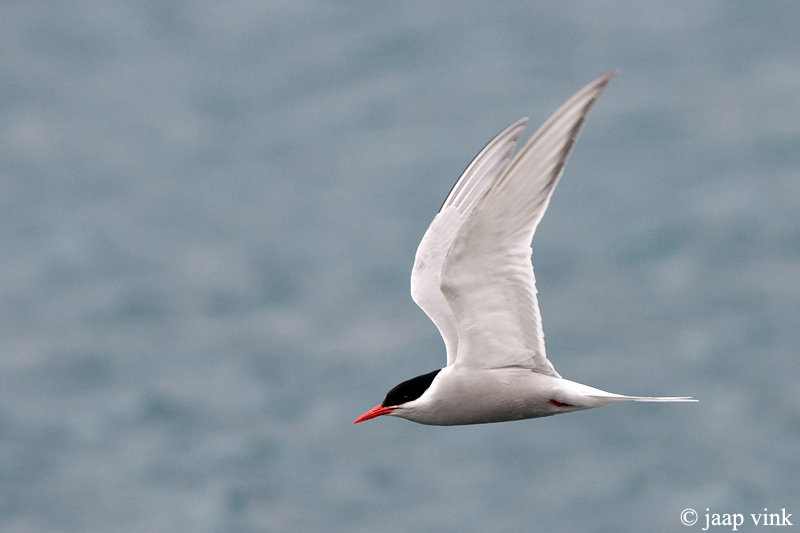 Antarctic Tern - Antarctische Stern - Sterna vittata georgiae