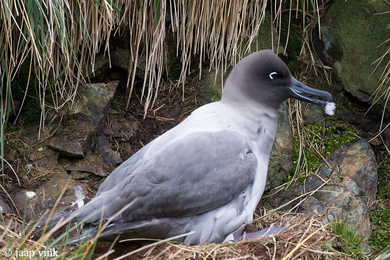 Light-mantled Sooty Albatross - Roetkopalbatros - Phoebetria palpebrata