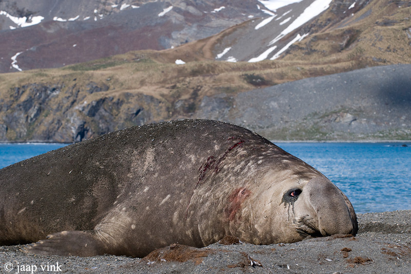 Southern Elephant Seal - Zeeolifant - Mirounga leonina