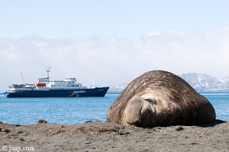 Southern Elephant Seal - Zeeolifant - Mirounga leonina