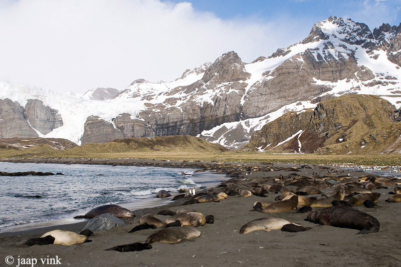 Southern Elephant Seal - Zeeolifant - Mirounga leonina