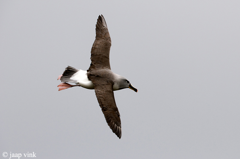 Grey-headed Albatross - Grijskopalbatros - Thalassarche chrystostoma